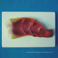 Human Rectum Anatomical Model for Teaching (R100206)